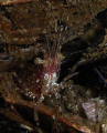   sure speices shrimp.... anyone knows please let me know. taken santa cruz island channel islands. california shrimp know islands  